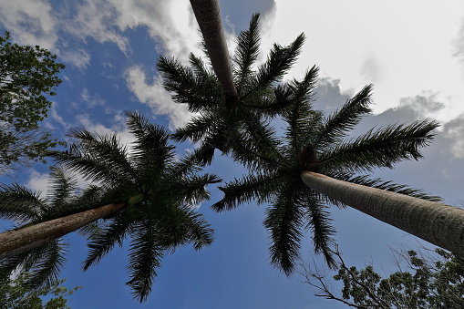 Three tall royal palm trees converging into a partly cloudy sky in the Cafetal Buenavista Coffee Estate area, part of Las Terrazas -The Terraces- rural eco-community and tourist spot. Candelaria-Cuba.
