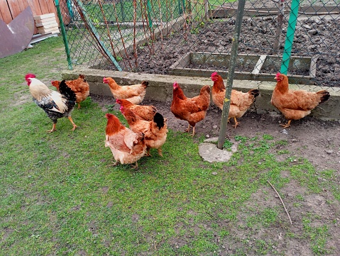 A rooster leads a flock of chickens in the farmyard. Agriculture and poultry. Lots of poultry.