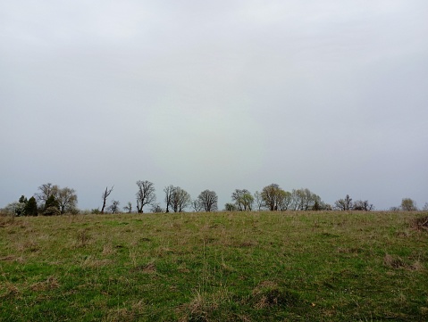 A row of large trees in a field covered with green grass. Many trees on the horizon are planted in one line. Beautiful spring landscape