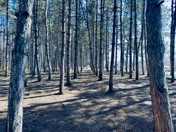 istock Forest with trees on blue sky background Bright Colours 2128152760