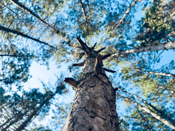 tree trunk shot from below on a blue sky background with trees
