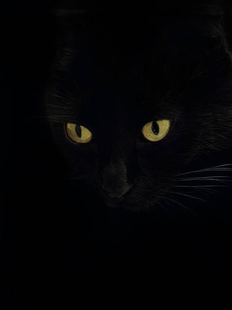 istock Black cat with yellow eyes on black background 2128158442
