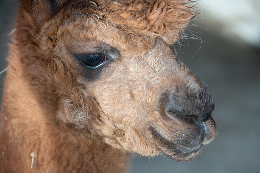 Portrait of the head of a brown alpaca. The large eye and the face are clearly visible. The mouth is closed.