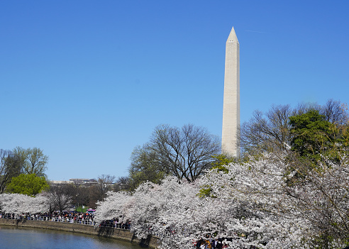 Washington Memorial - Cherry Blossoms