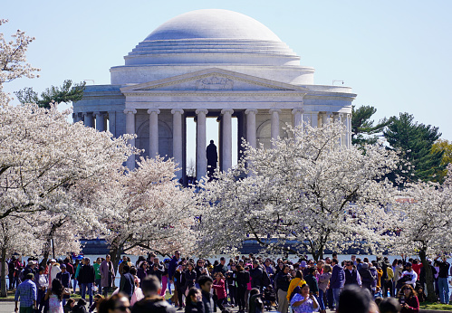 People visiting Cherry Blossoms - Washington DC