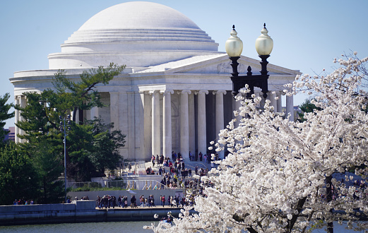 Cherry Blossoms - Jefferson Memorial