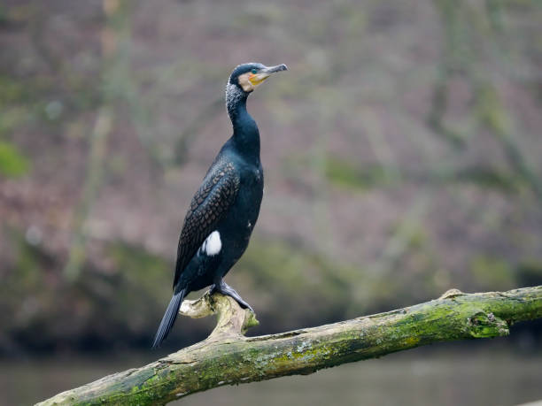 istock Great cormorant, Phalacrocorax carbo 2128210369
