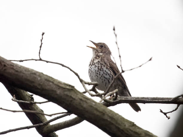 istock Song thrush, Turdus philomelos 2128210890
