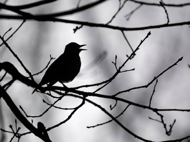 istock Song thrush, Turdus philomelos 2128210892