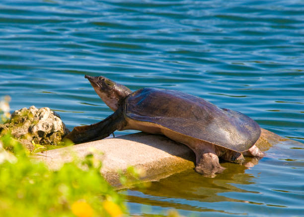 Flax Soft Shell Turtle 640+ Florida Softshell Turtle Foto Stok, Potret, & Gambar Bebas Royalti ...