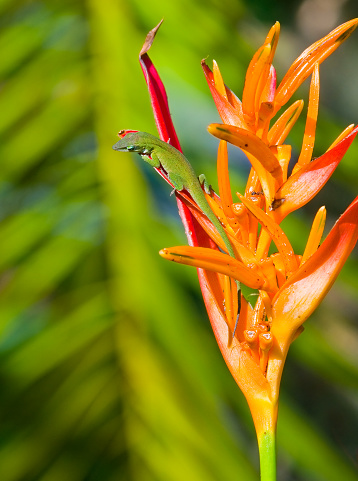 A bright green anole, Anolis carolinensis,  on an orange tropical flower in the heliconia family. Blurred palm fronds are in the background.