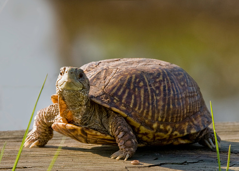 Eastern Box Turtle, Terrapene carolina carolina. Profile. Adult. Female. Neck and feet fully extended. Shows claws, brown eyes, shell pattern.