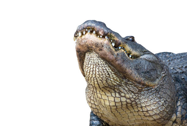 istock A huge male alligator with head raised in a threatening posture revealing his powerful jaws and teeth. 2128232856