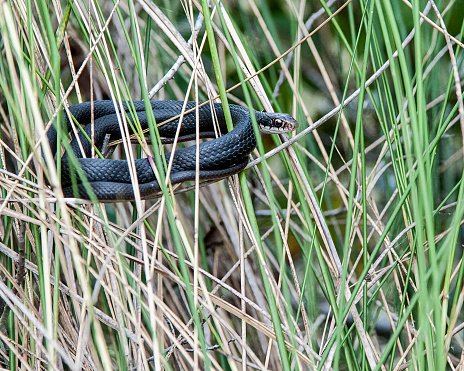 A black racer is suspended in tall reeds on the shore of a wetland. The eastern black racer, Coluber constrictor, is the most common,  snake in its range.