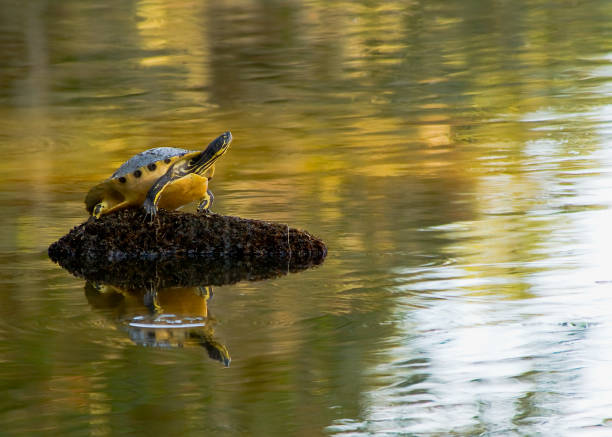 istock A brightly colored cooter turtle is basking on a mound in the morning sun. Copy space. 2128233114