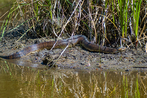 A Florida Cottonmouth, Agkistrodon conanti, on a muddy bank of a Florida swamp. Includes the full length of the thick-bodied snake. The Florida Cottonmouth is endemic to Florida and Georgia.