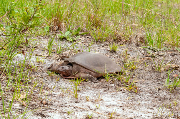 A female soft shell turtle laying eggs in a sandy grass area. Apalone ferox, is entirely aquatic except when it leaves the water to bask or lay eggs.