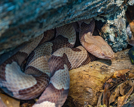 Venomous Eastern copperhead, Agkistrodon contortrix, coiled under a log in Florida. Distinctive coloration, pattern, and triangular head. Native Species.
