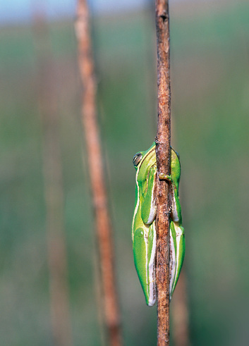 Close-up of a little green tree frog grasping a reed in the wetlands. Blurred background. Copy space.