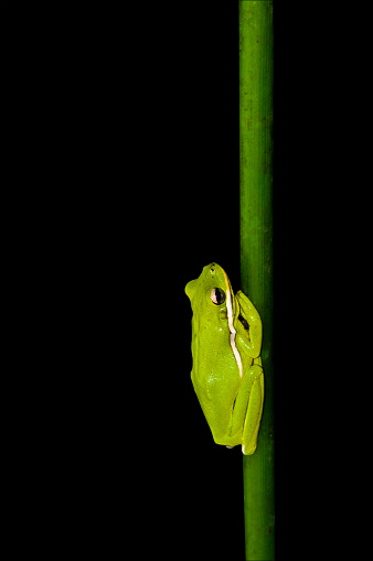 This is a close-up of an American green tree frog, Hyla cinerea, on a reed. Isolated on a black background. Copy space.