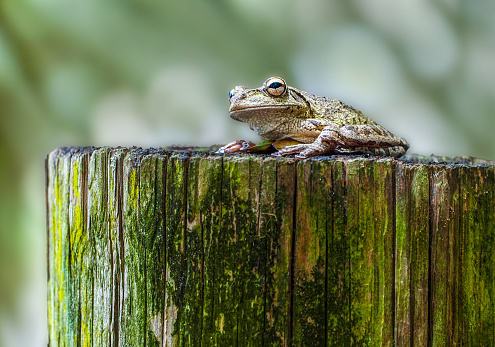 Adult Cuban tree frog, Osteopilus septentrionalis, sitting on a wooden post. An introduced species not native to North America and threaten native species.