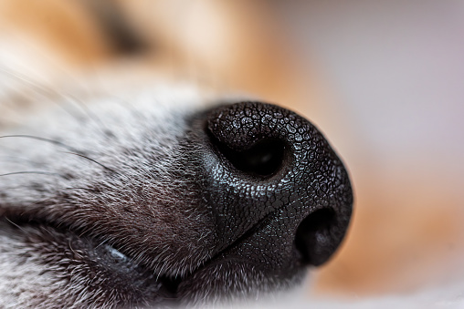 Macrophotography of sleeping Shiba inu dog's nose