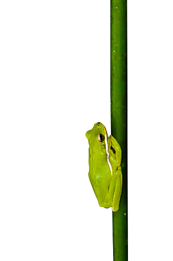 Close-up of an American green tree frog, Hyla cinerea,  on a reed in the wetlands. Isolated on a white background. Copy space.