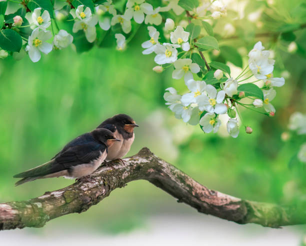istock two barn swallow bird chicks sit in a spring sunny garden among flowering tree branches 2128247908