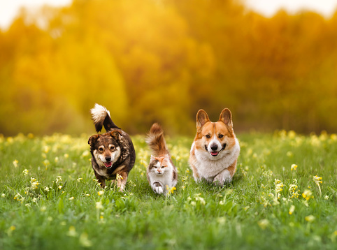 cute furry friends, two dogs and a cat run together through a green meadow on a sunny spring day
