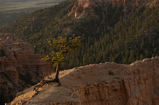 Small Tree Clings To The Top Of Dry Hoodoo In Bryce Canyon