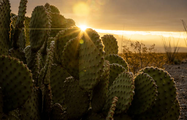 istock Sun Bursts Through Prickly Pear In The Morning 2128253598