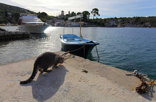 Lovely domestic cat breakfast, Drvenik Veli island, south Adriatic Sea, Croatia