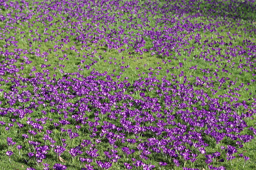 Masses of bright purple crocuses covering a garden lawn in spring sunshine