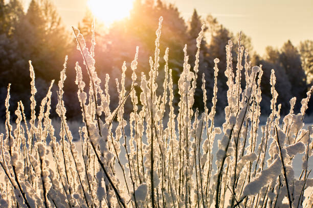 istock Graphical snow covered bush in backlight on winter day. 2128267615