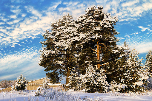 Roadside spruce and pine trees are covered with snow on clear winter day with barn in background.