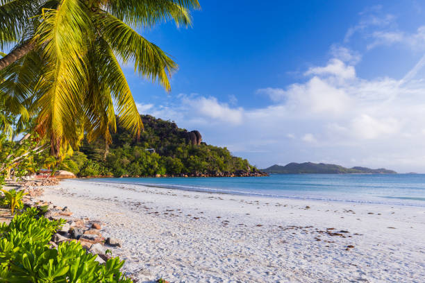 istock Coastal view with palm trees and white sand under blue sky 2128294283