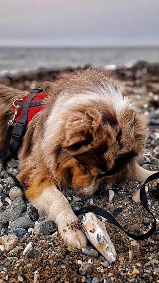 A close-up shot of an Australian Shepard laying on the pebble beach in Fehmarn Island in north Germany. His head is down.  The sea and the blue horizon over water is visible in the background.