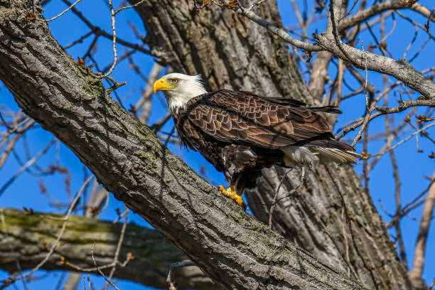 samotny bielik przycupnięty na gałęzi - eagle animal bald eagle surveillance zdjęcia i obrazy z banku zdjęć