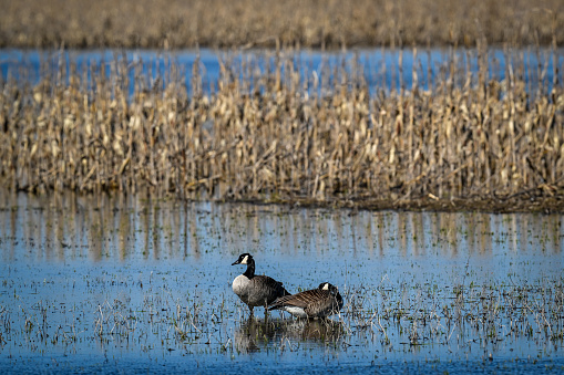 Canadian Geese taking a nap in a marsh