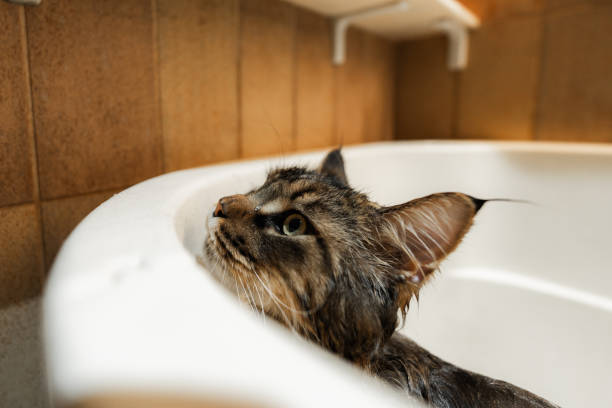 istock Bathing a Maine Coon Big Cat. 2128324584