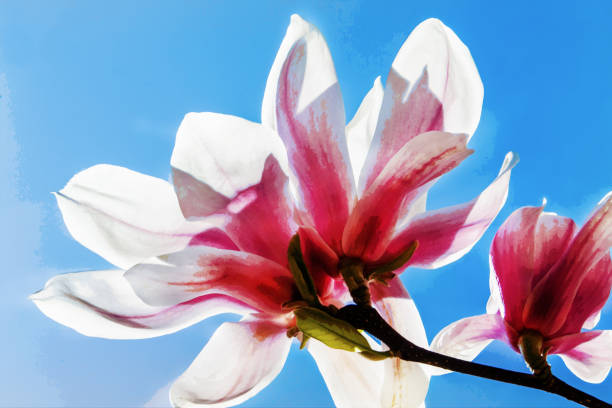 istock Magnolia flowers on blue sky background 2128348080