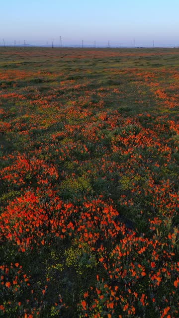 Colorful poppy field during a California super bloom
