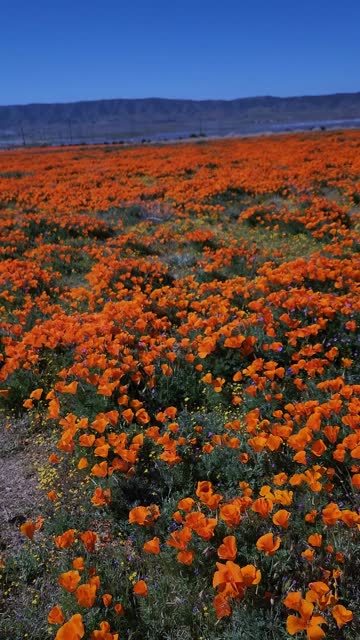 Colorful poppy field during a California super bloom
