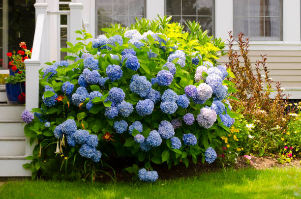 Blue Hydrangeas.  Barnstable County. Wellfleet, Massachusetts.  Cape Cod.