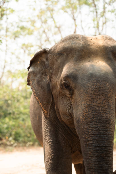istock Asian elephants in natural habitat in Cambodia during daytime 2128366704