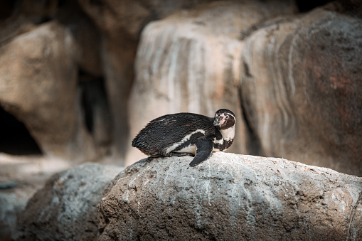 Penguin perched on rock near waterfall in nature