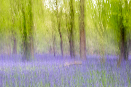 An atmospheric photograph of a bluebell wood, with intentional blur