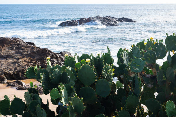 Green prickly pear tree against sea rocks and blue sky. Preserved nature.