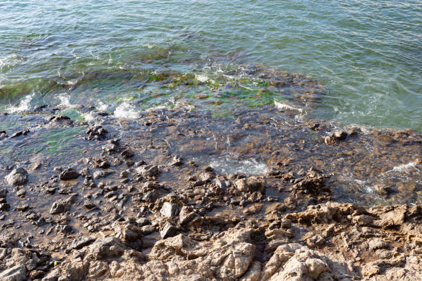 Dark sea rocks. Strong sunny day. Preserved nature.