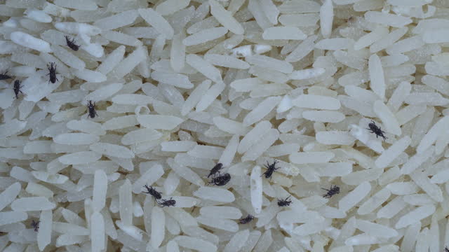 Close up shot of rice weevil on rice, Top view